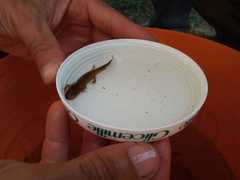Triturus carnifex