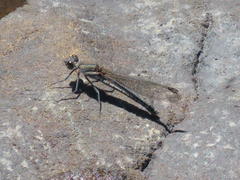 Platycypha fitzsimonsi