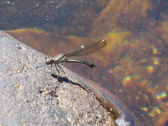 Platycypha fitzsimonsi