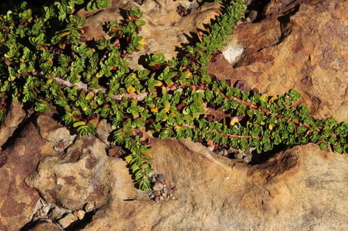 Cape Water Fire (Bergia glomerata)