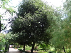 Celtis caucasica