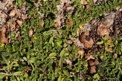 Phyla nodiflora nodiflora