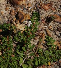 Phyla nodiflora nodiflora