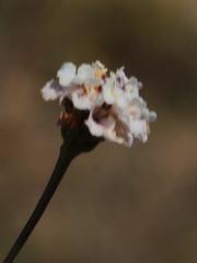 Phyla nodiflora nodiflora