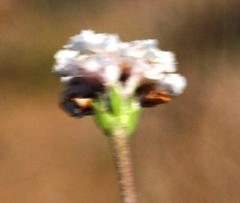 Phyla nodiflora nodiflora