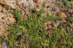 Phyla nodiflora nodiflora