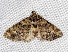 Eucymatoge peplodes