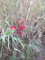Lobelia cardinalis