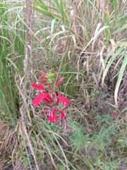 Lobelia cardinalis