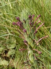 Zaluzianskya maritima