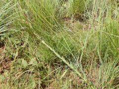 Zaluzianskya maritima