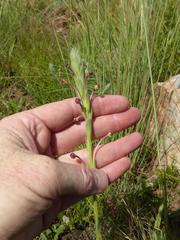 Zaluzianskya maritima