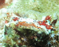 Plocamopherus