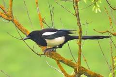 Pica pica