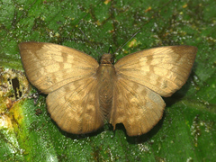 Achlyodes pallida
