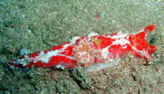 Plocamopherus