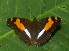 Adelpha phylaca pseudaethalia