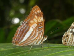 Adelpha phylaca pseudaethalia