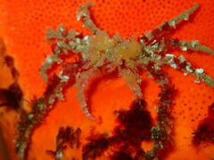 Achaeopsis spinulosa