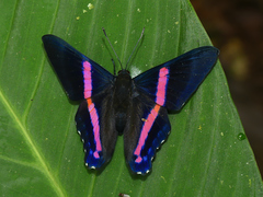 Ancyluris paramba