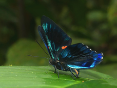Ancyluris paramba