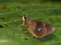 Carystoides lebbaeus