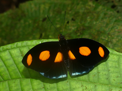 Catonephele numilia