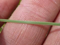 Gladiolus permeabilis edulis