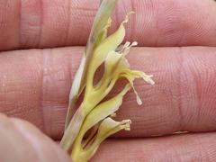 Gladiolus permeabilis edulis