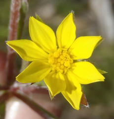 Osteospermum asperulum