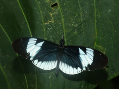 Heliconius cydno alithea