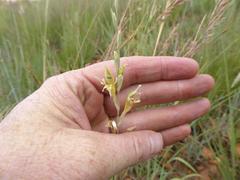 Gladiolus permeabilis edulis