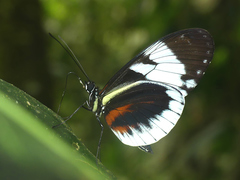 Heliconius cydno alithea