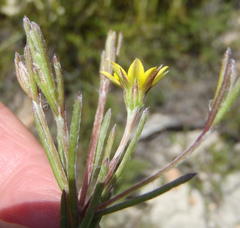 Osteospermum asperulum