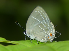 Hypostrymon renidens