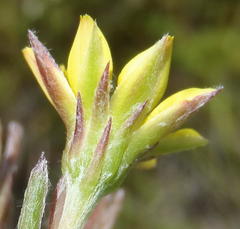 Osteospermum asperulum