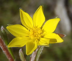 Osteospermum asperulum