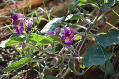 Proboscidea louisianica