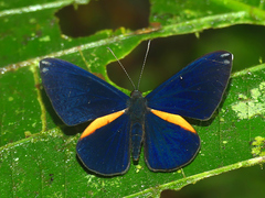 Metacharis xanthocraspedum