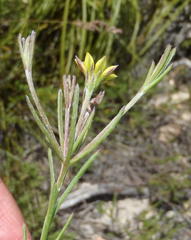 Osteospermum asperulum