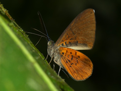 Metacharis xanthocraspedum