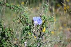Ipomoea lindheimeri