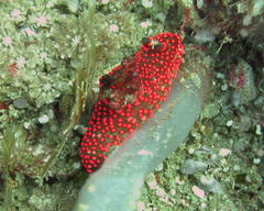 Nembrotha