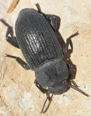 Phylan gibbulus