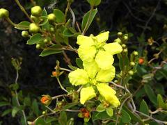 Sphedamnocarpus pruriens pruriens