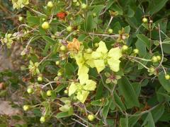Sphedamnocarpus pruriens pruriens