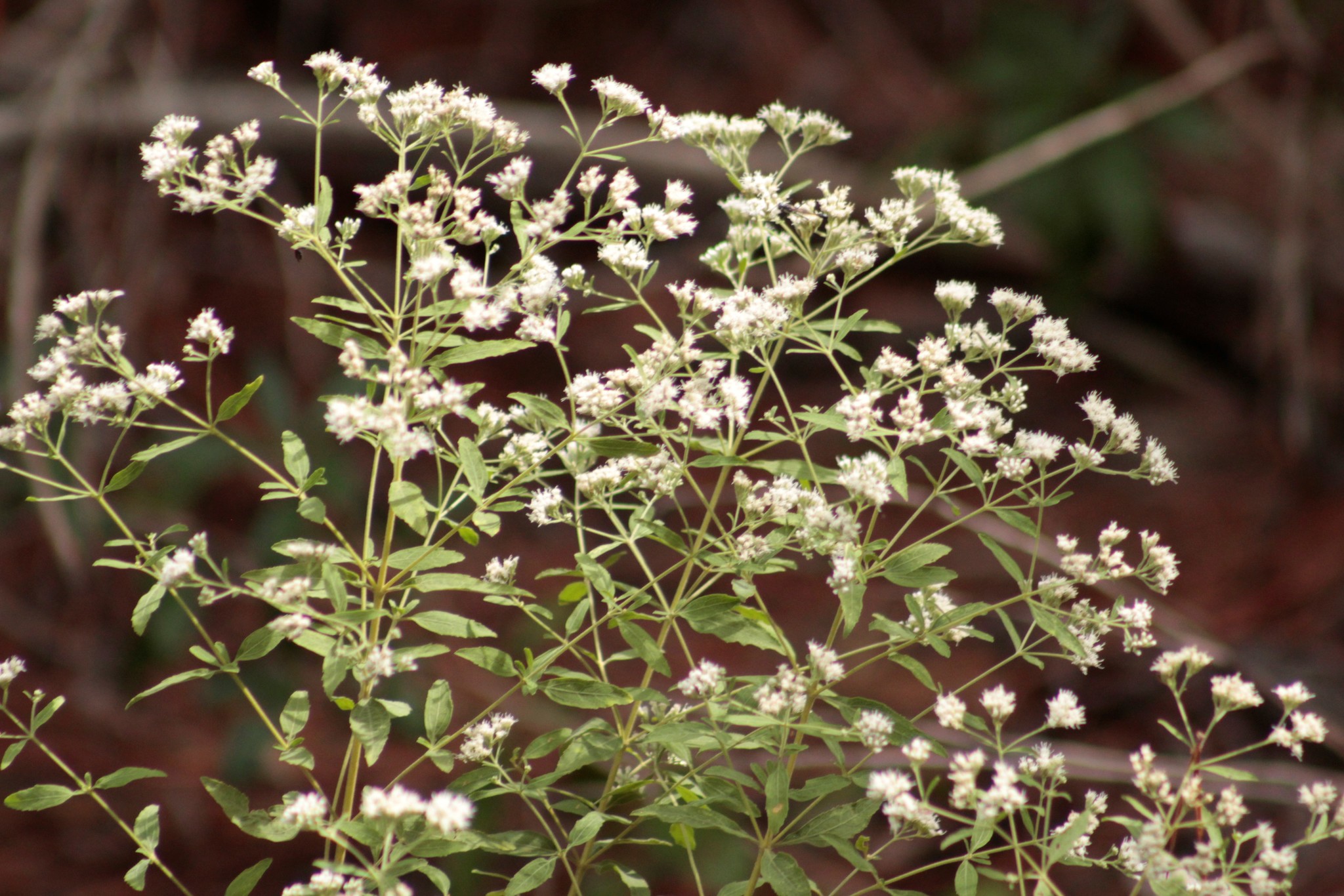 Eupatorium semiserratum