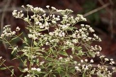 Eupatorium semiserratum