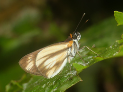 Vettius diversa