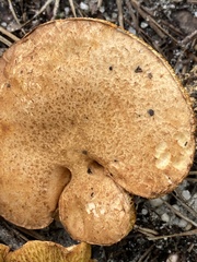 Suillus decipiens